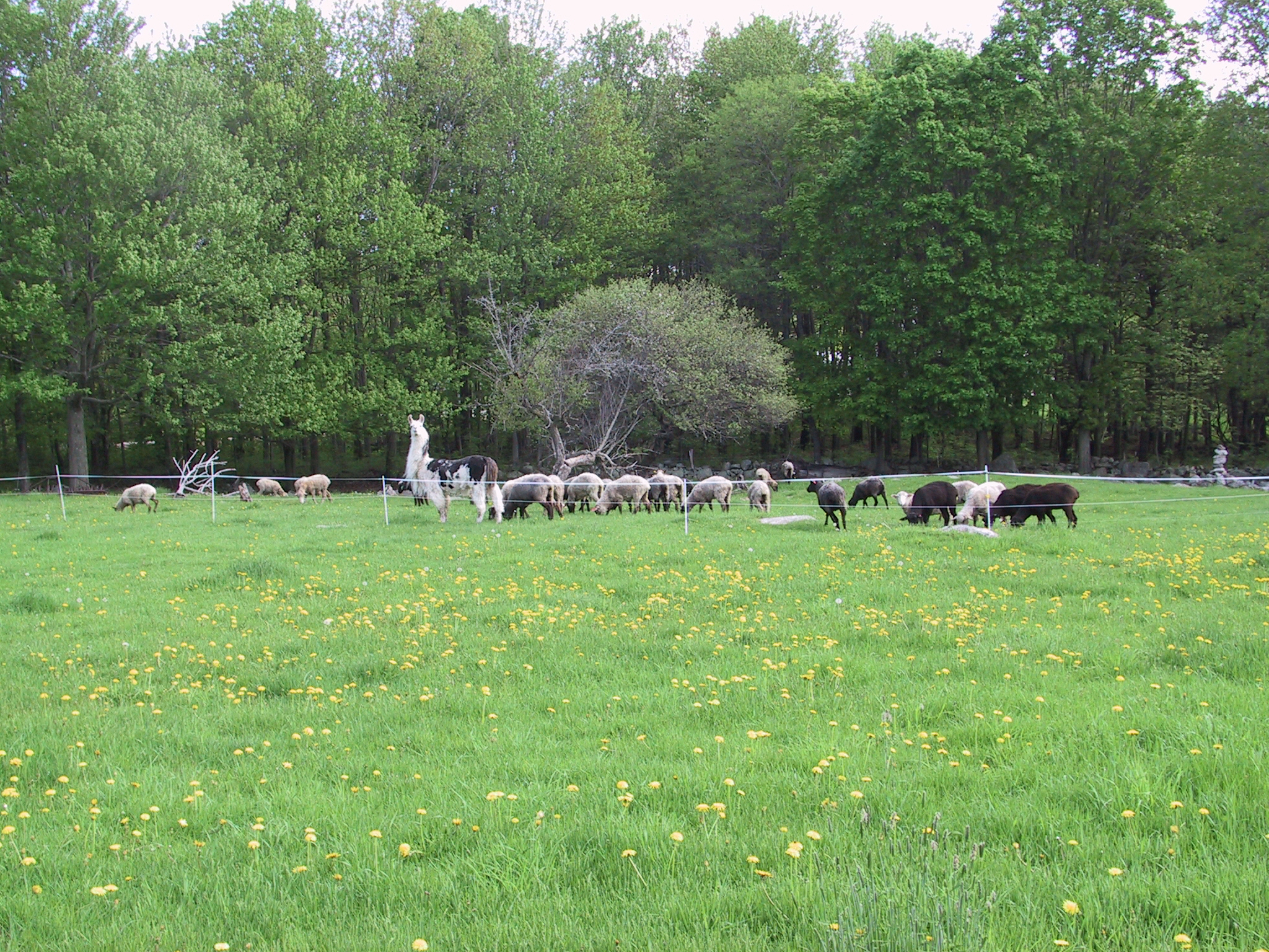 Flock of sheep in Southern Maine pasture